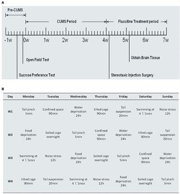 miR-16 and Fluoxetine Both Reverse Autophagic and Apoptotic Change in Chronic Unpredictable Mild Stress Model Rats